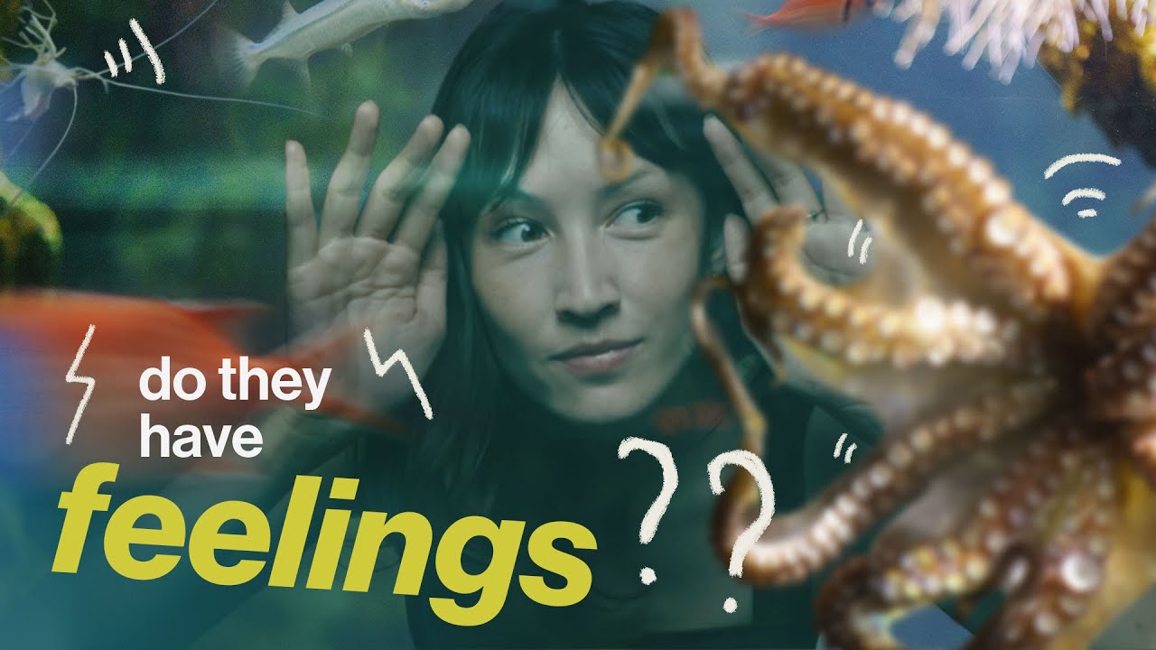 Which animals are sentient?