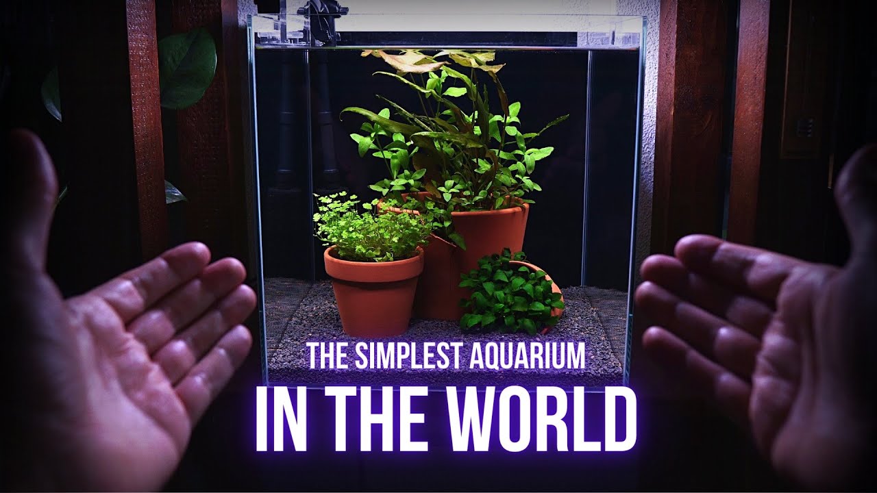 I made the MOST SIMPLE AQUARIUM in THE WORLD | Step by step AQUASCAPING TUTORIAL | EP1