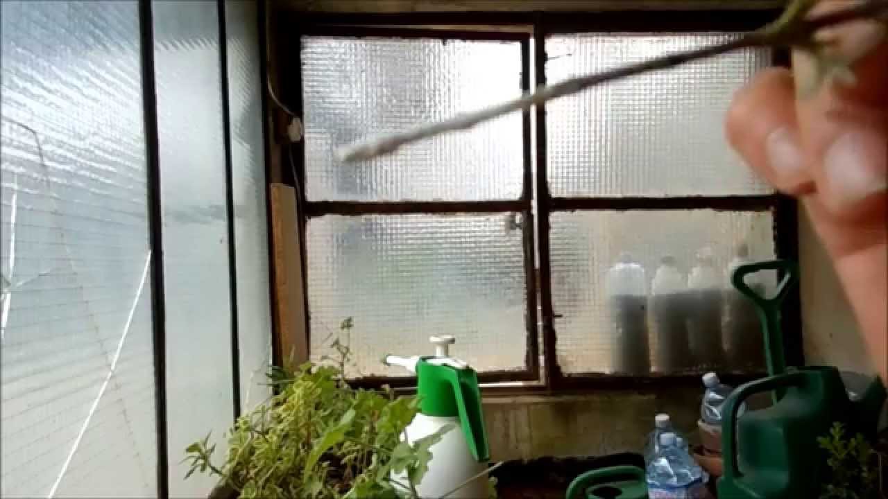 Taleaggio,come si fa il taleaggio, come prelevare le talee e farle radicare con ormoni