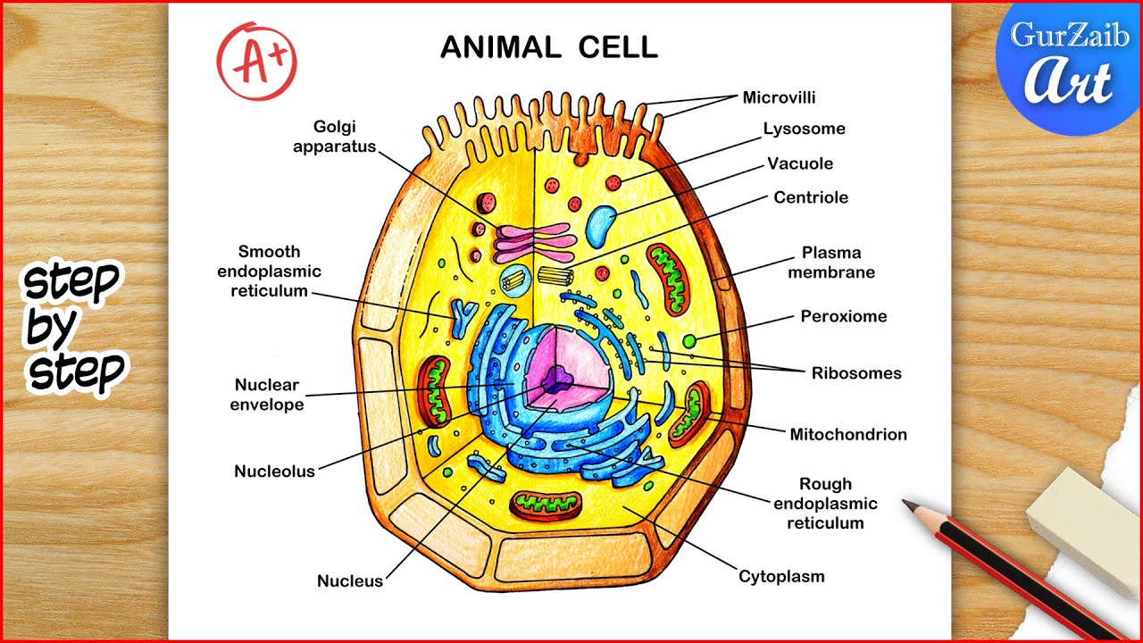 Animal Cell Diagram Drawing / Animal cell structure Labelled / Step by step