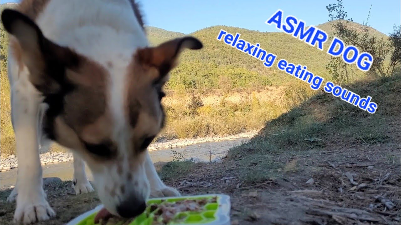 ASMR with a view - Dog licking and eating juicy dog food I wet food on a lickimat on the riverside