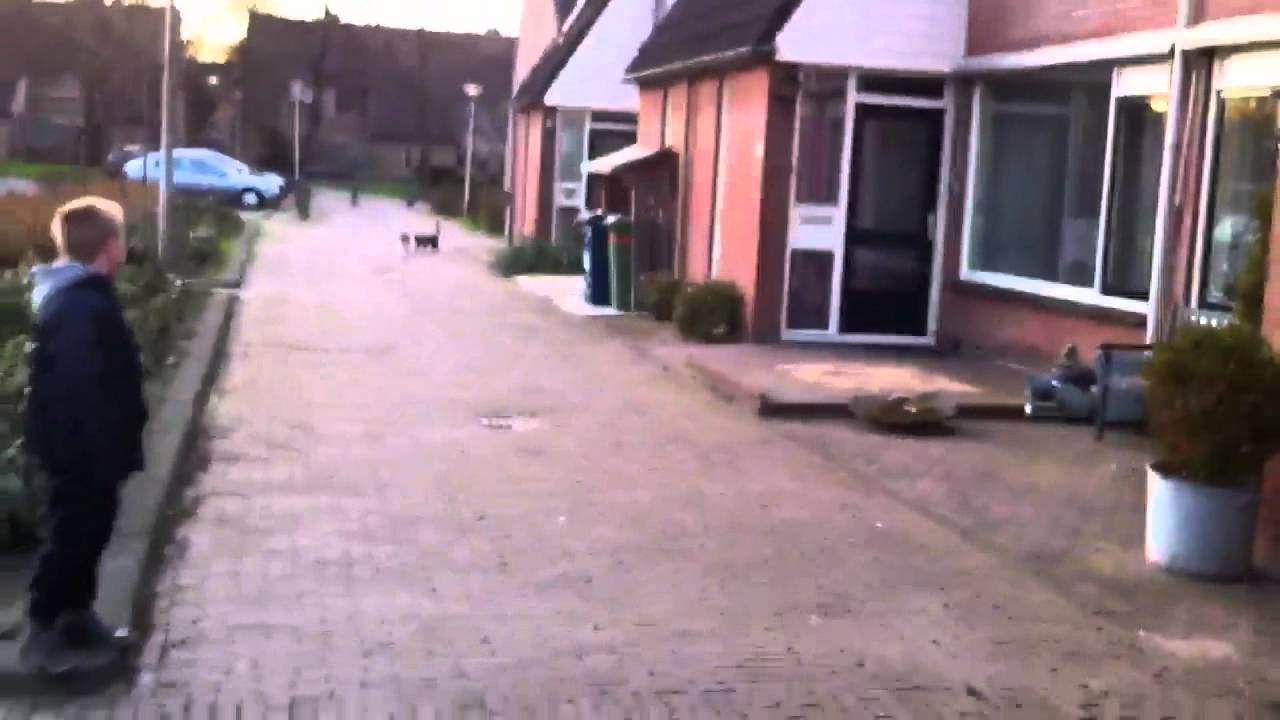 Tommy op stap mee naar de voorhof.