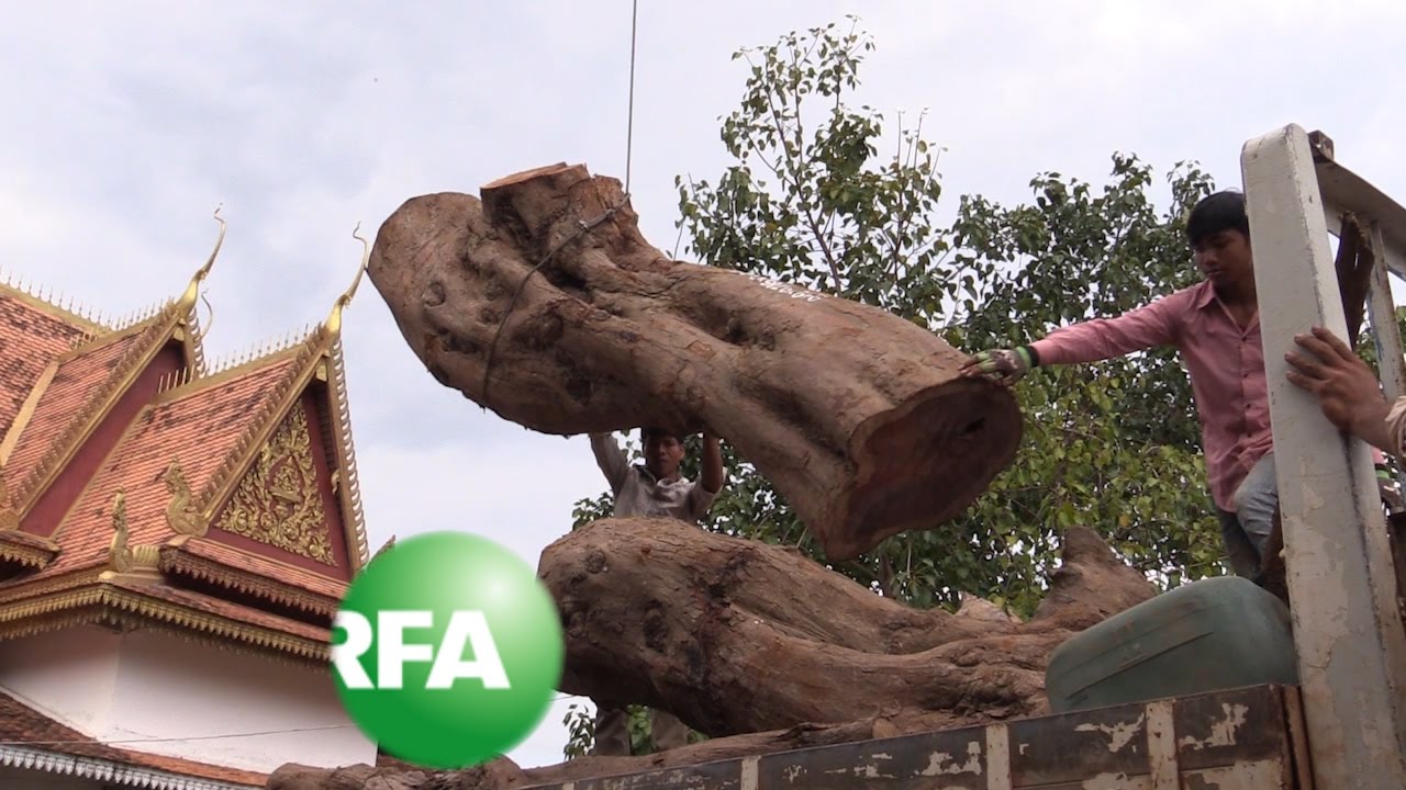 Cambodian Officials Chop Down Sacred Rosewood Tree | Radio Free Asia (RFA)