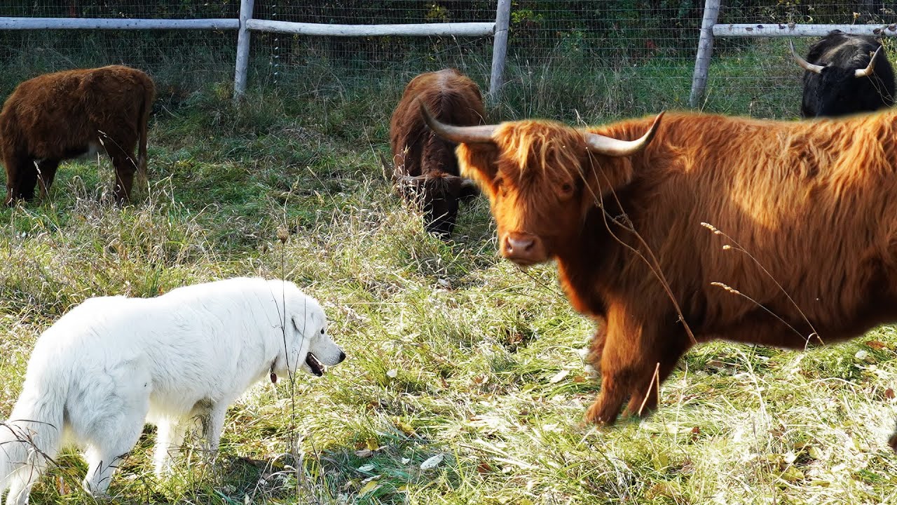 Are these Highland Cattle too WILD?