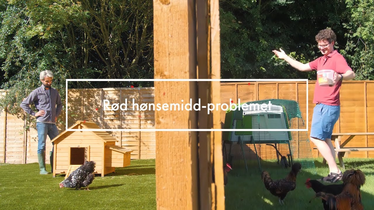 Hvordan du forebygger og blir kvitt rød hønsemidd i hønsehus | Omlet Norge