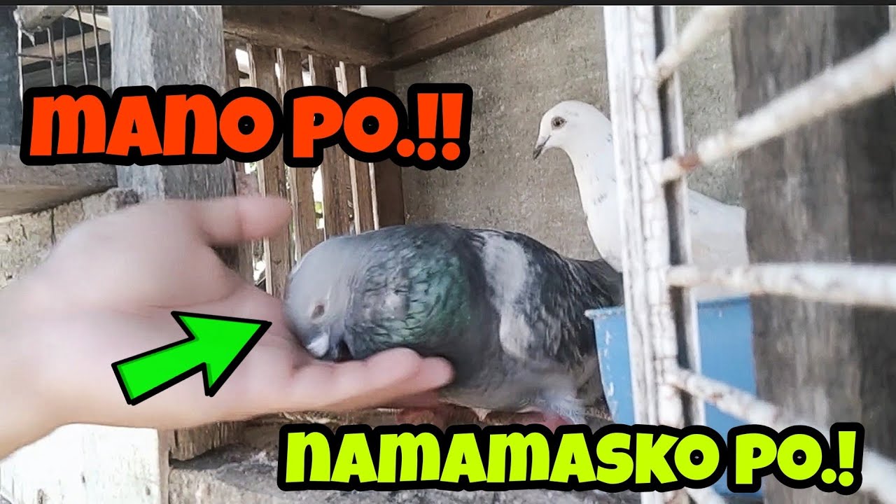 35K ANG KALAPATING NAMAMASKO.!🤣
