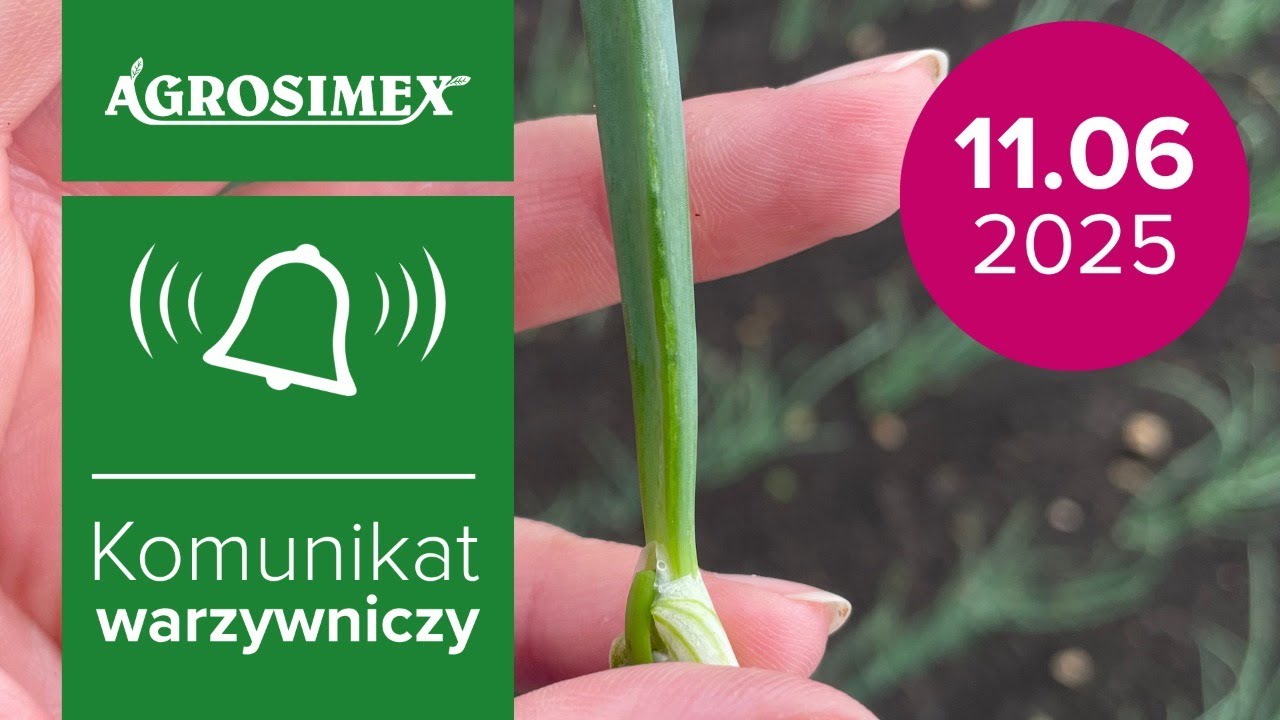 Wciornastki w cebuli. Jak chronić plantacje w 2025 roku? | Komunikat Warzywniczy