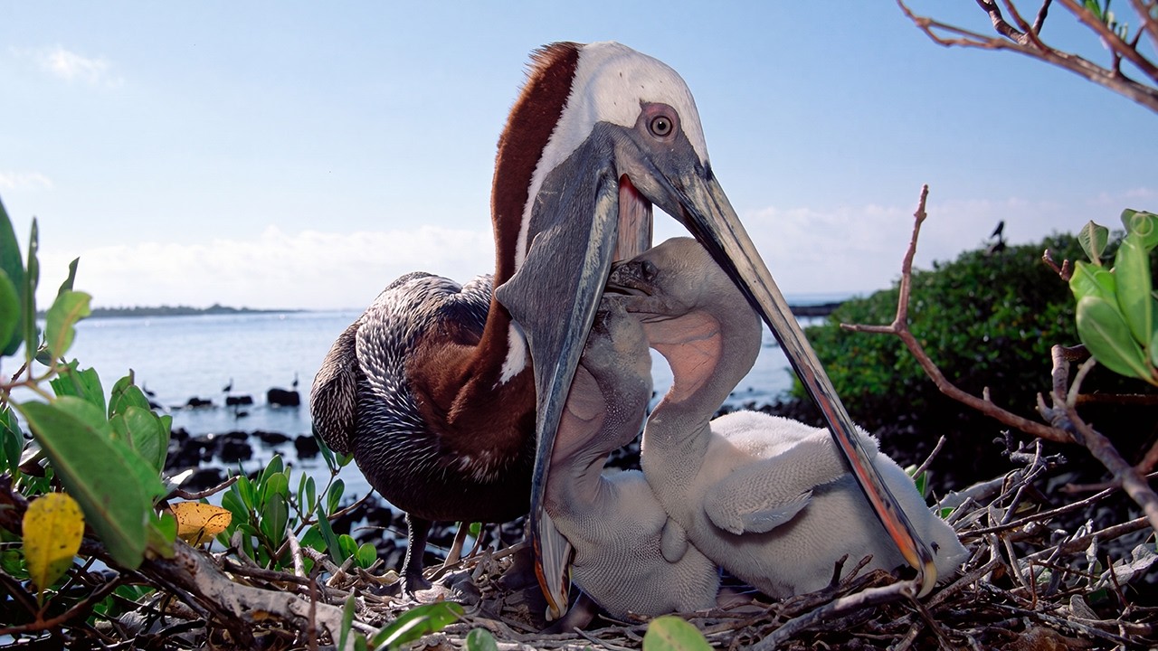The Tiniest Pelican Chick's Race Against Time | Survival Documentary