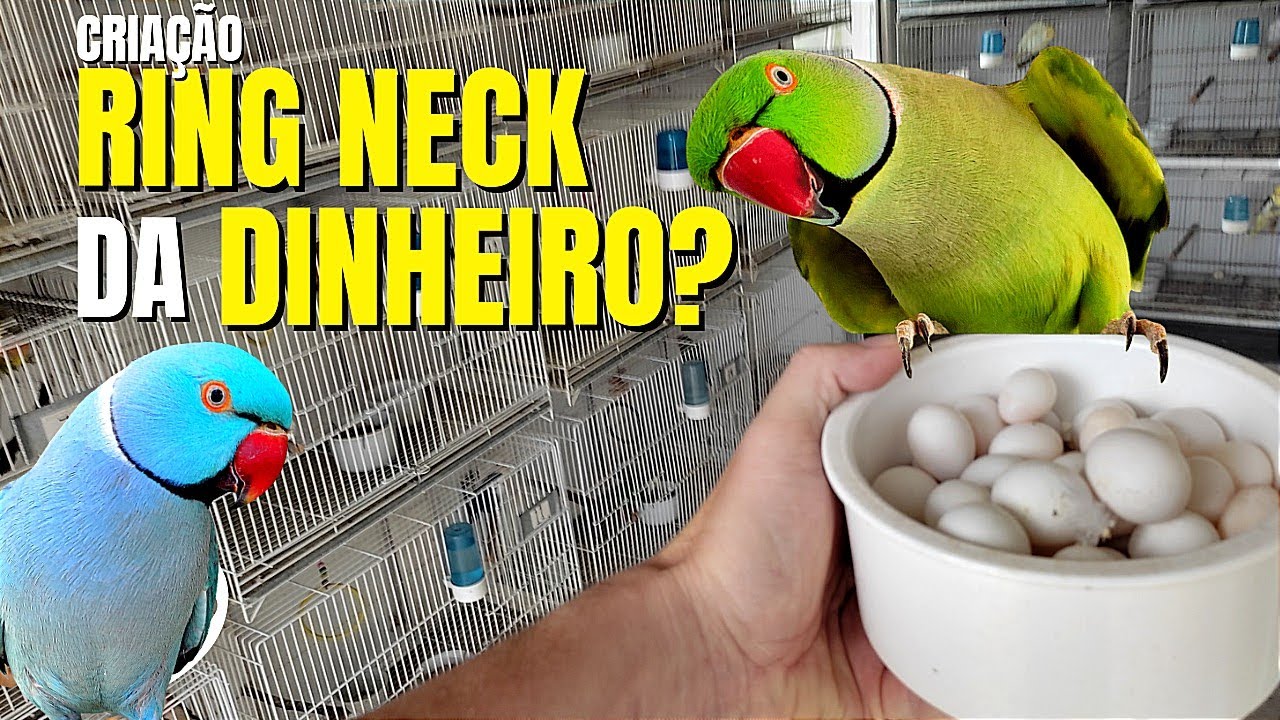 NOSSA CRIAÇÃO DE RING NECK, MOUSTACHE, CABEÇA DE AMEIXA E GRANDE ALEXANDRE | SERA QUE E LUCRATIVA ?