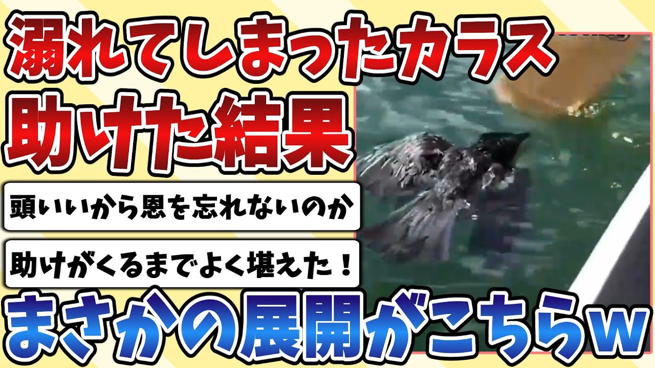 【2ch動物スレ】溺れてしまって力が尽きかけている『カラス』を助けた結果、まさかの展開にスレ民にっこりｗｗｗ