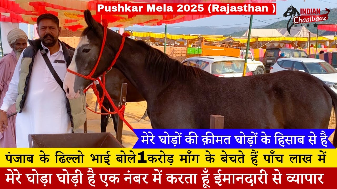 ढिल्लो भाई बोले मेरे घोड़ा घोड़ी है एक नंबर में करता हूँ ईमानदारी से व्यापार Pushkar Mela 2025