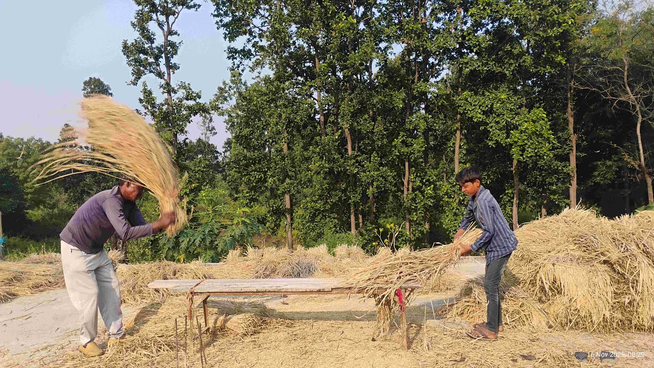 झारखण्ड मे धान को कैसे छाडे Jharkhand Se live