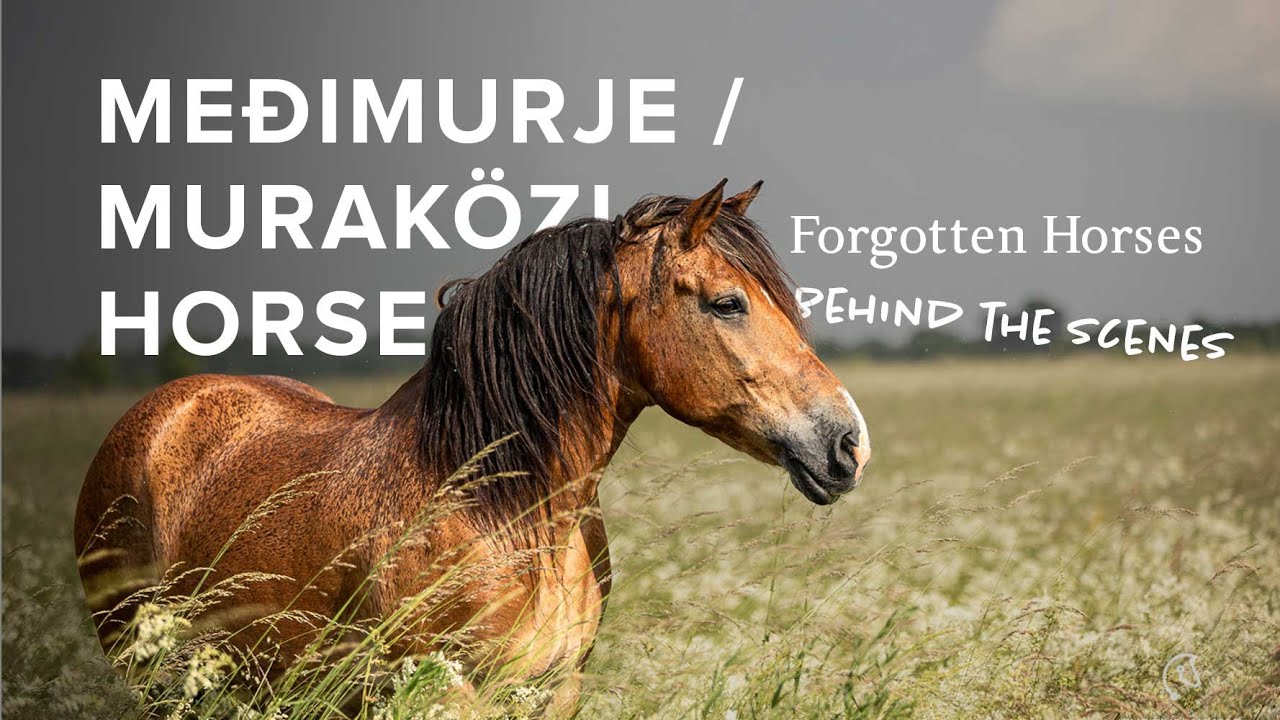 Muraközi or Međimurje horse from Hungary/Croatia | Explore Forgotten Horses