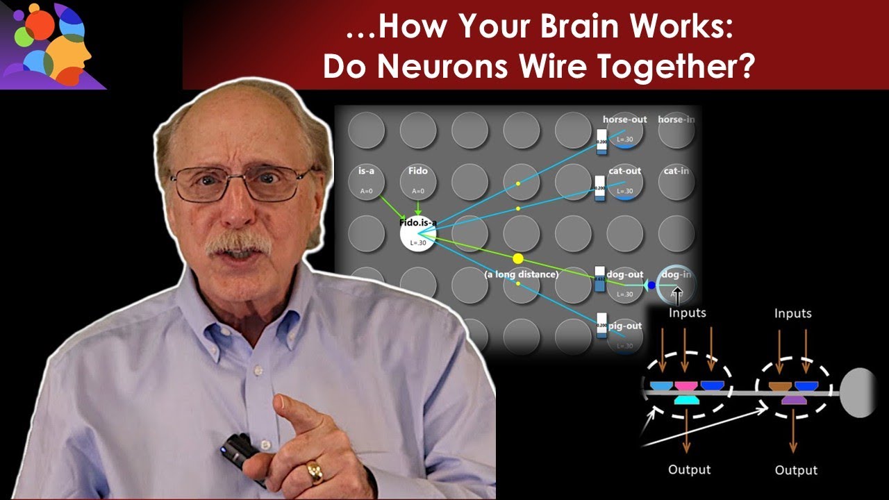 ‘Neurons That Fire Together Wire Together’ Is Wrong