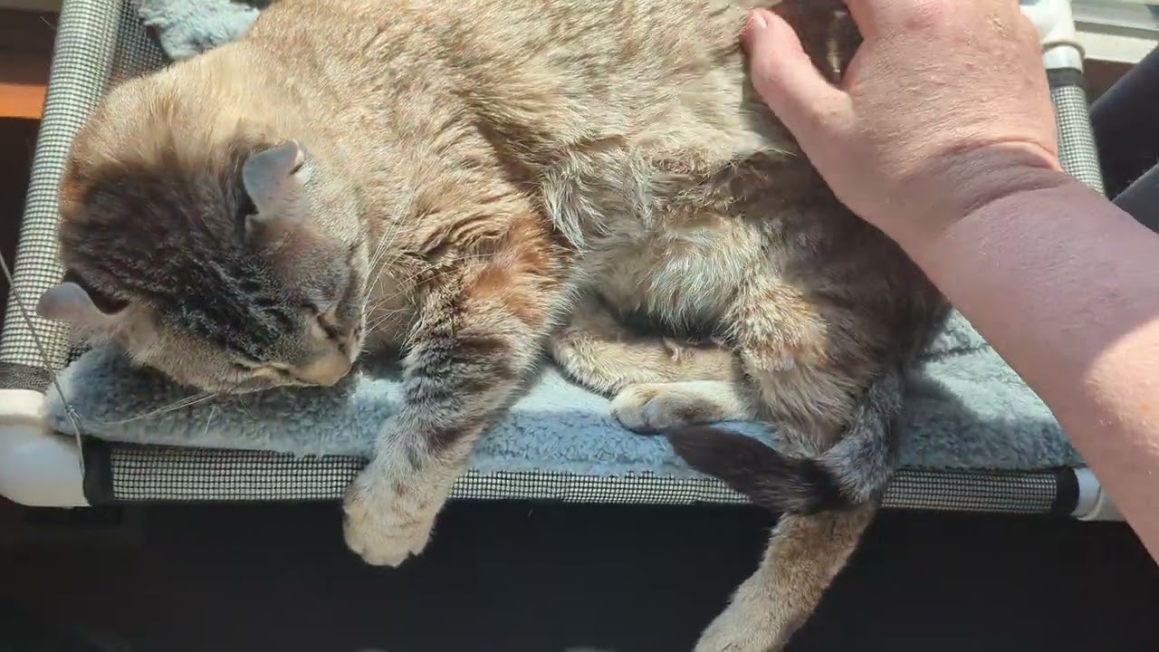 Gadget basking in his hammock (Highlander cat)