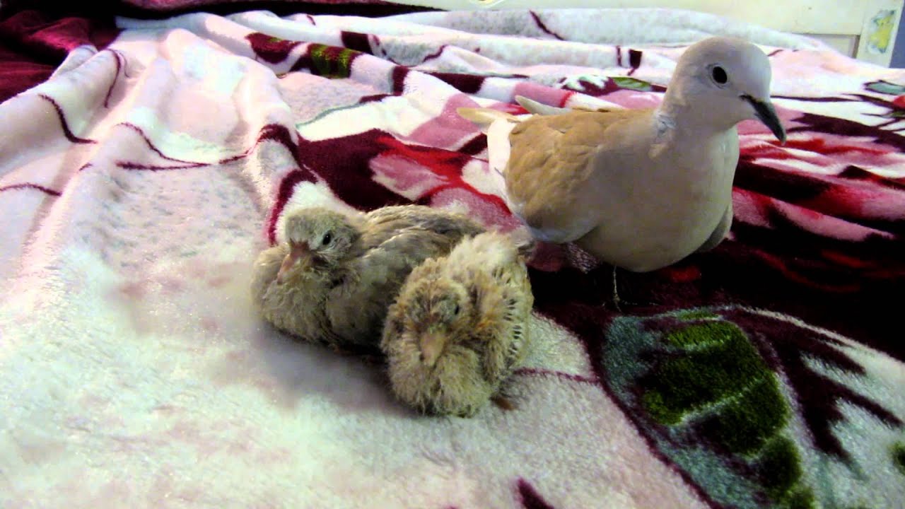 Doves on my bed