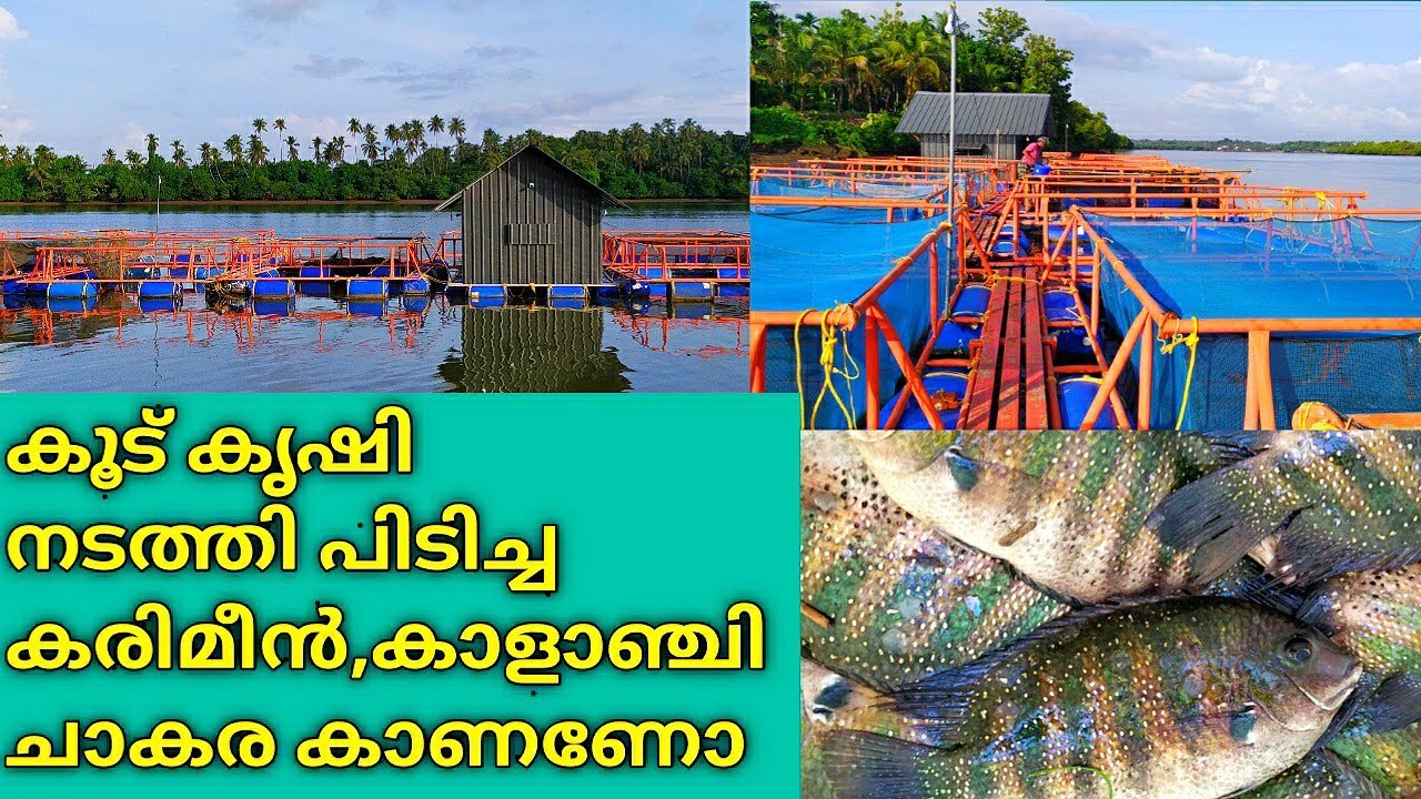 koodu krishi malayalam, fish cage malayalam, malsya krishi, fish farming, karimeen krishi, fish trap