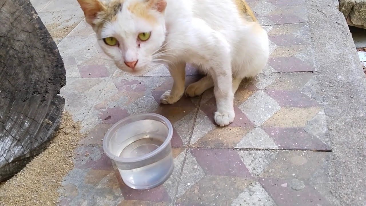 As the hot season arrives, stray cats become extremely thin and weak.