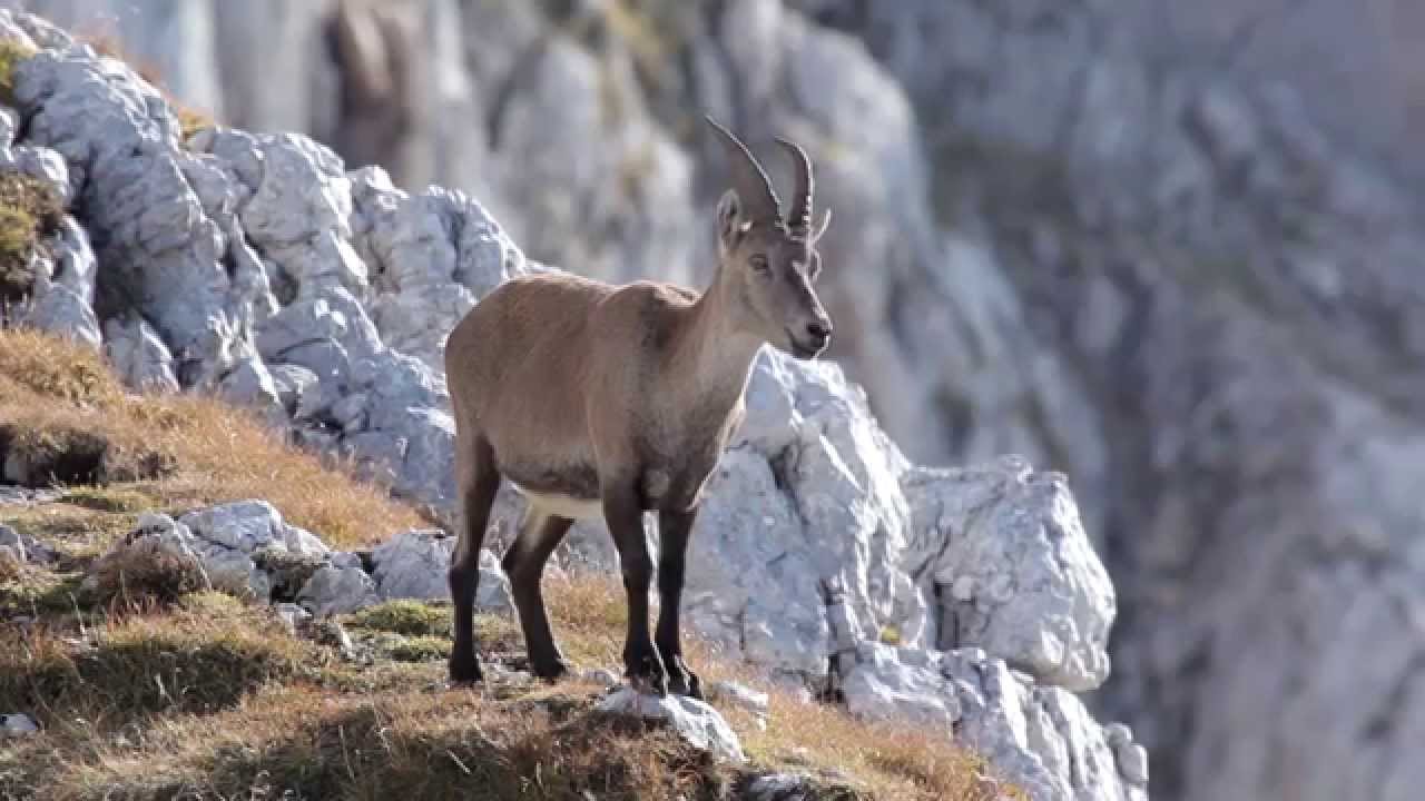 Slovenian Alps - Experience Nature / Slovenske Alpe - Dozivite Naravo Gorenjske