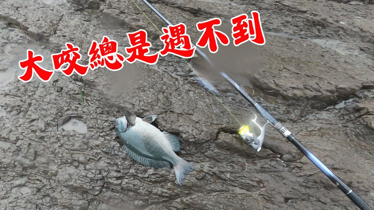 #藻餌磯釣#東北角#三貂角#口太グレ