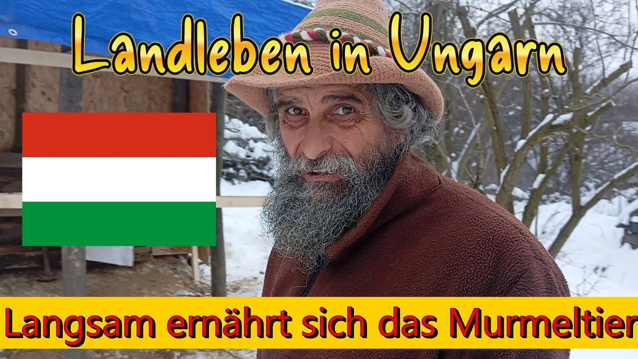 Langsam ernährt sich das Murmeltier Landleben in Ungarn