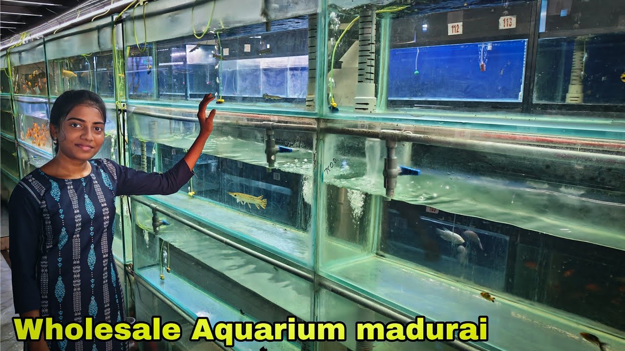 Complete Aquarium World in Madurai | live fish to accessories | தமிழ் 