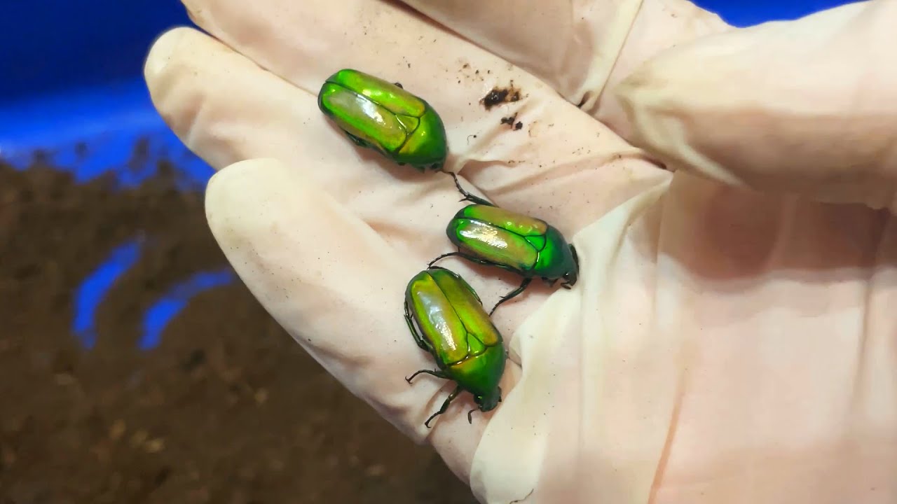 Вылупились новые жуки (Chlorocala Africana Smaragdina) и (Smaragdesthes africana)