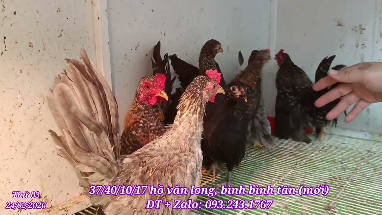 Khai xuân lì xì 100k/ 1 con gà