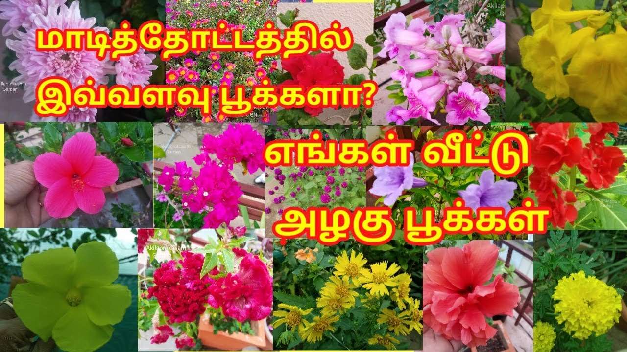 வருடம் முழுதும் பூக்கும் எங்கள் மாடித்தோட்ட பூச்செடிகள் /Our perennial flower plants in terrace
