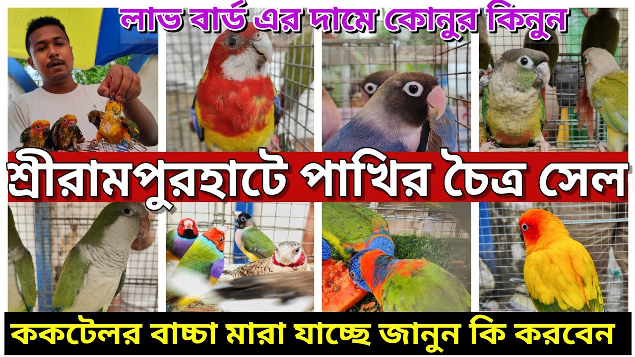 Shrirampur Exotic Bird Market Price Update💥। ঈদ উপলক্ষে শ্রীরামপুর হাটে পাখির সেল।#serampore #birds