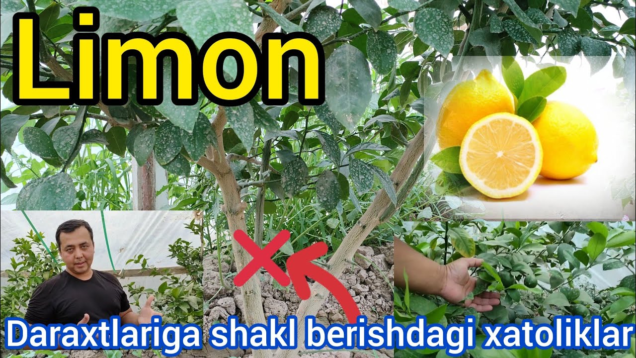 Limon daraxtlariga shakl berishdagi xato va kamchiliklar. Errors in shaping lemon trees.