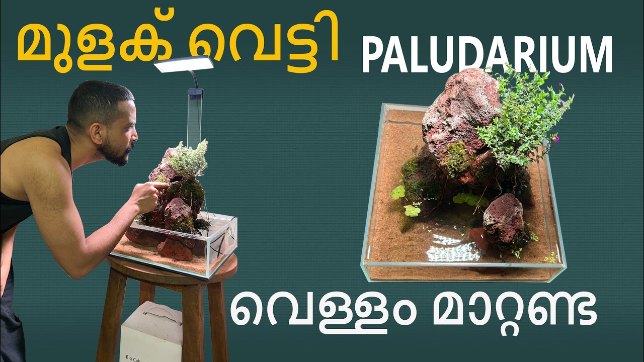 മുളക് വെട്ടി | ഇത് വേറെ PALUDARIUM | വെള്ളം മാറ്റണ്ട