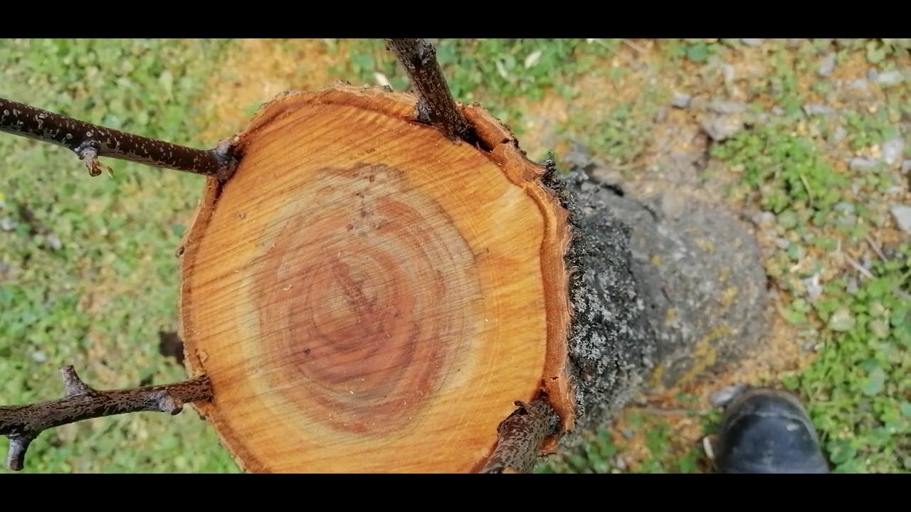 Innesto a Corona di Albicocco, da MicheleExpert- Cropalati (Cs)-Calabria.