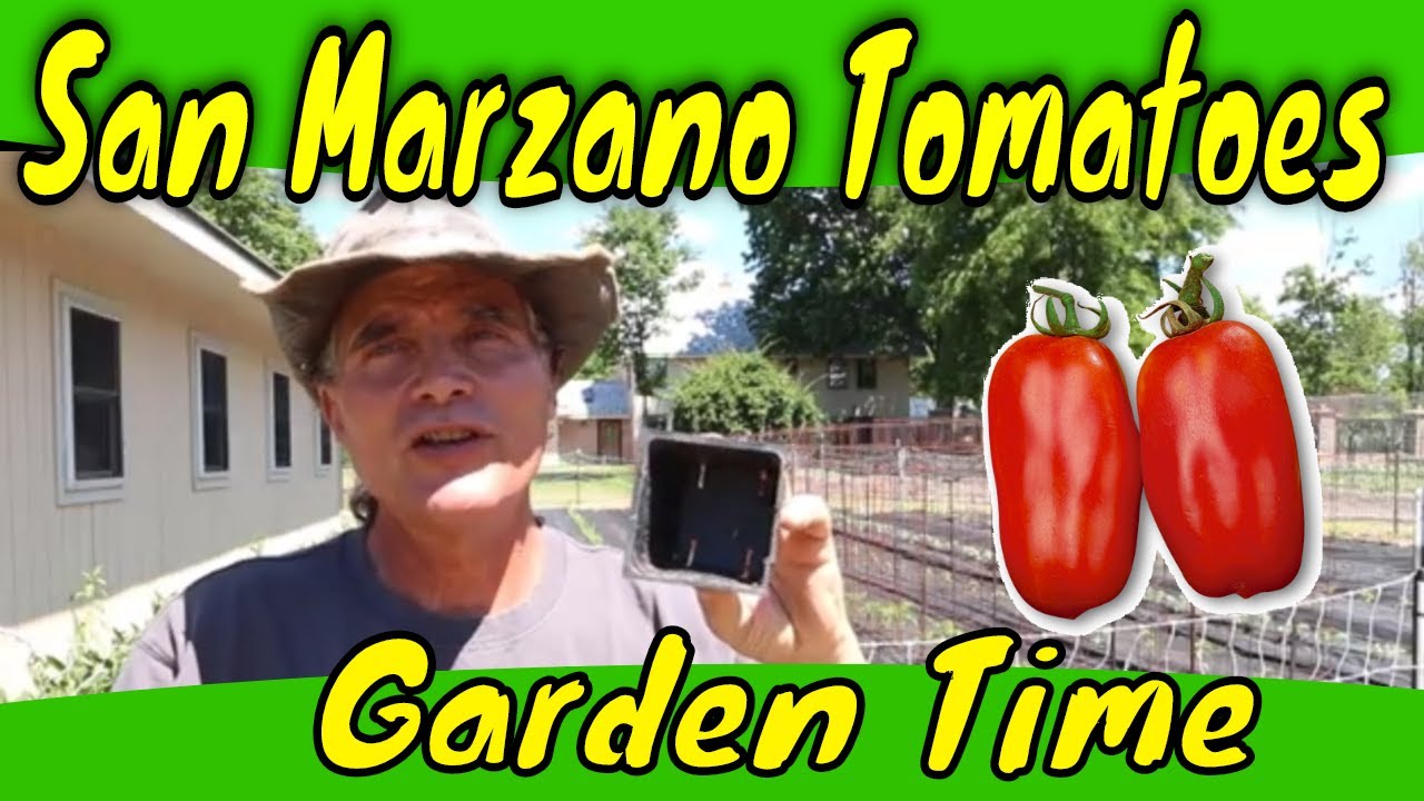 San Marzano Tomato Care