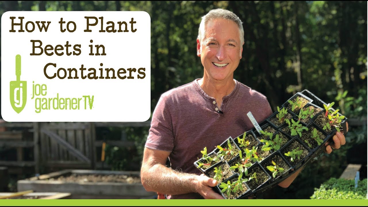 Starting Beet Seeds in Containers for Better Results