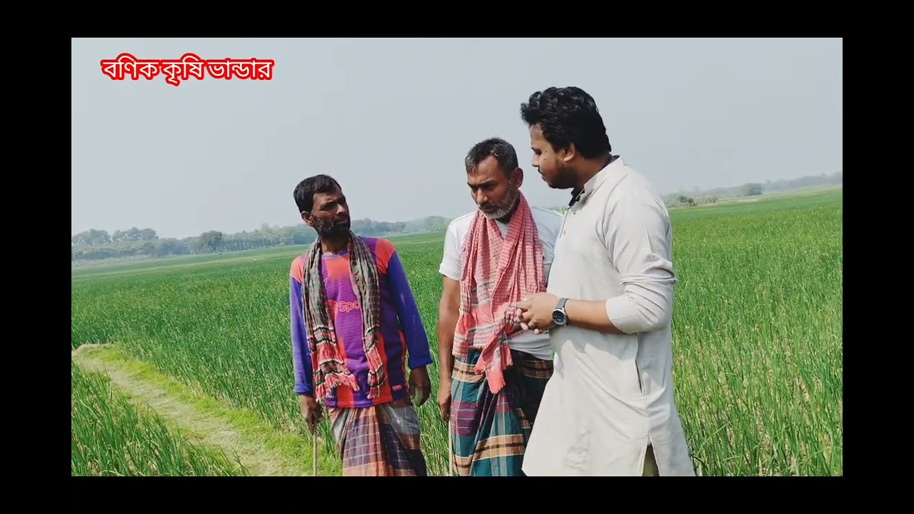 পেঁয়াজের মাঠ পরিদর্শন। রেড ক্রস, বিগ ডায়মন্ড। খোকশা, #kustia #faridpur #rajbari #onion #pabna #nator