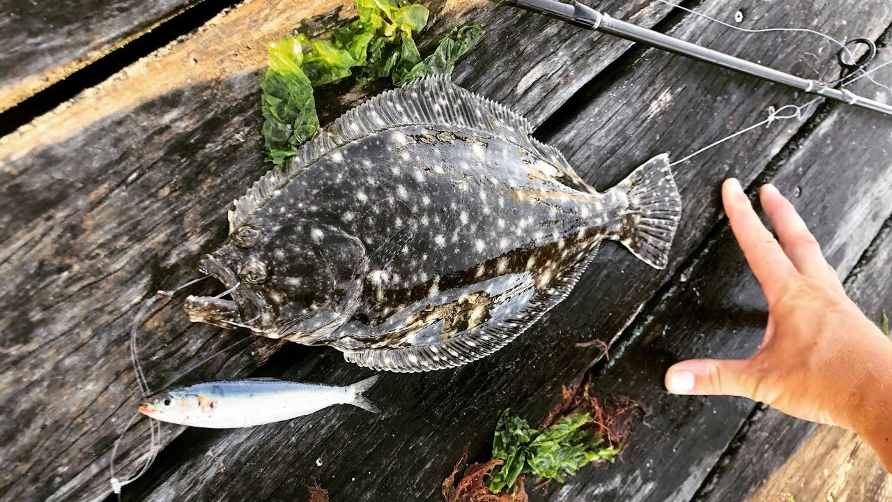 Surf Fishing late-August: Fluke on live Sardines