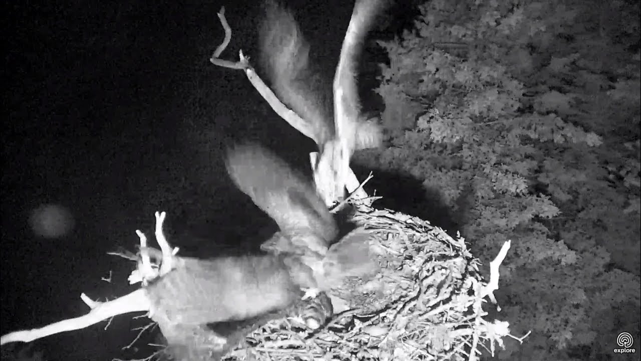 Rachel repels another GHO attack. Hog Island Ospreys. 03.15 / 21 July 2017