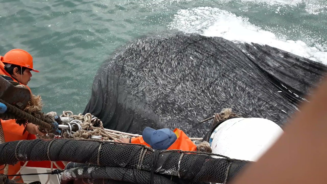 Pesca de Anchoveta E/P Lorena
