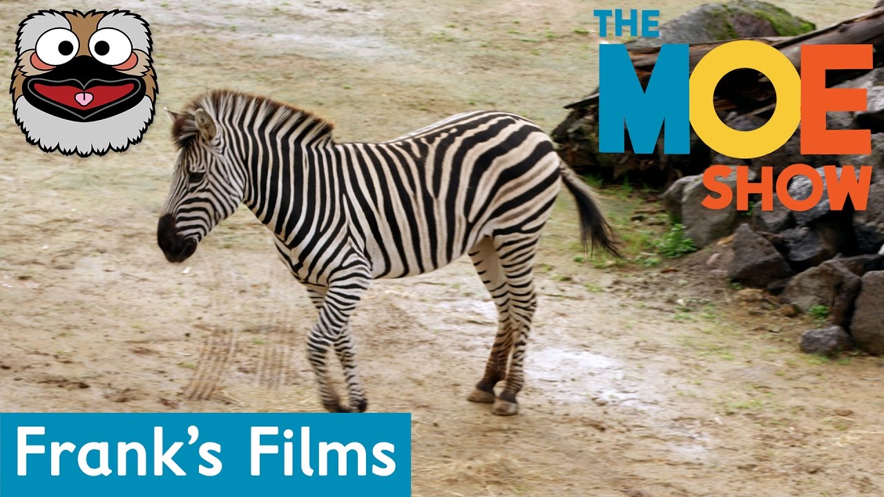 Frank's Friends - Zebras | Kids Learn About Zebras | Fun & Educational #Zebras #TheMoeShow #Animals