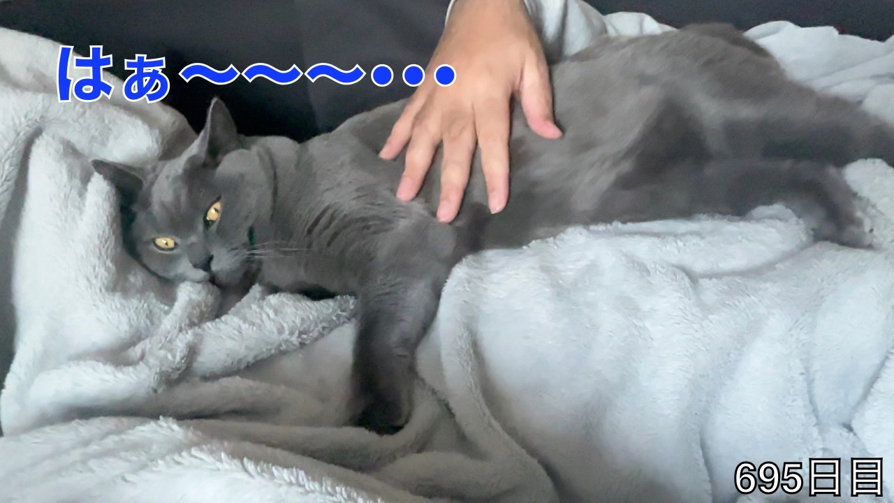 【スコ猫トト君】熊男マッサージ店にご来店ありがとうございます！！！