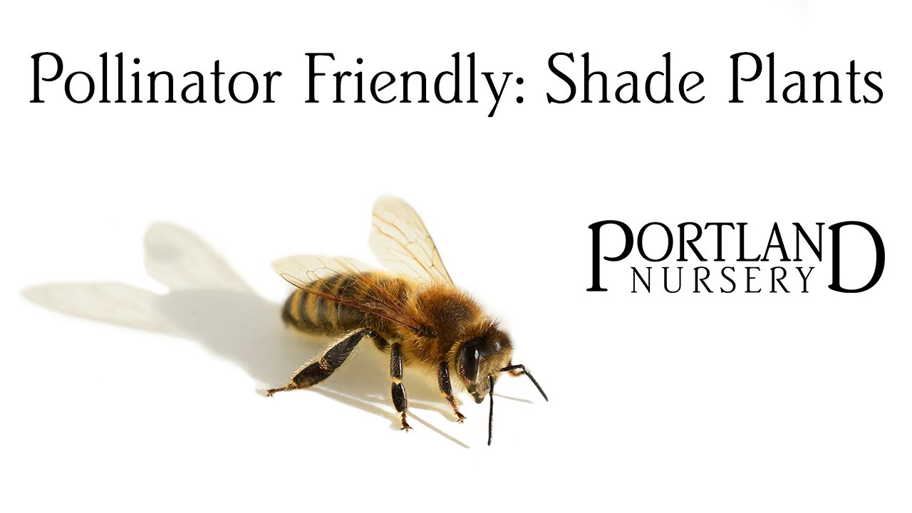 Pollinator Friendly: Shade Plants