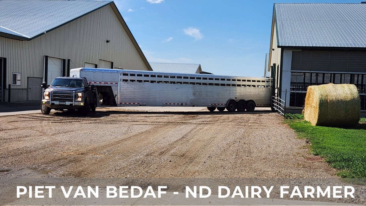 Selling Cows (93)