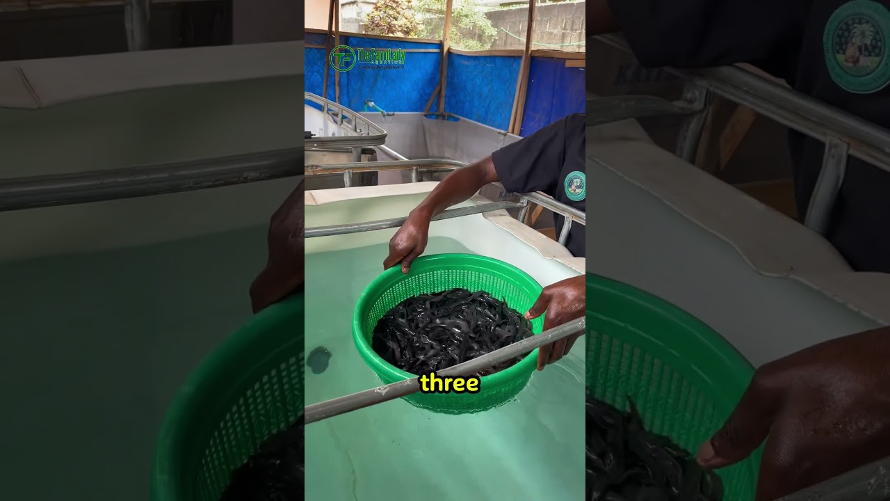 3 Things I Wish I Knew Before Starting a Catfish Farm #thefarmladyaquatics # catfishfarming