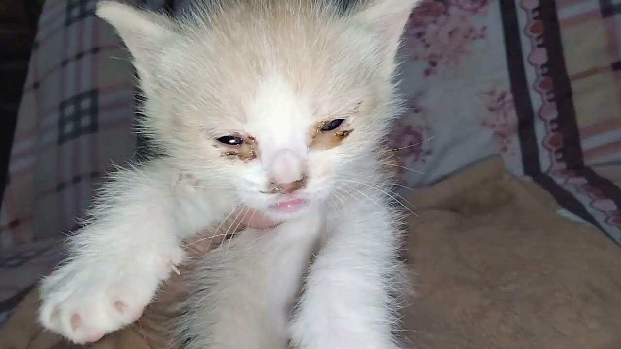 Kitten eyes are close/how to clean them