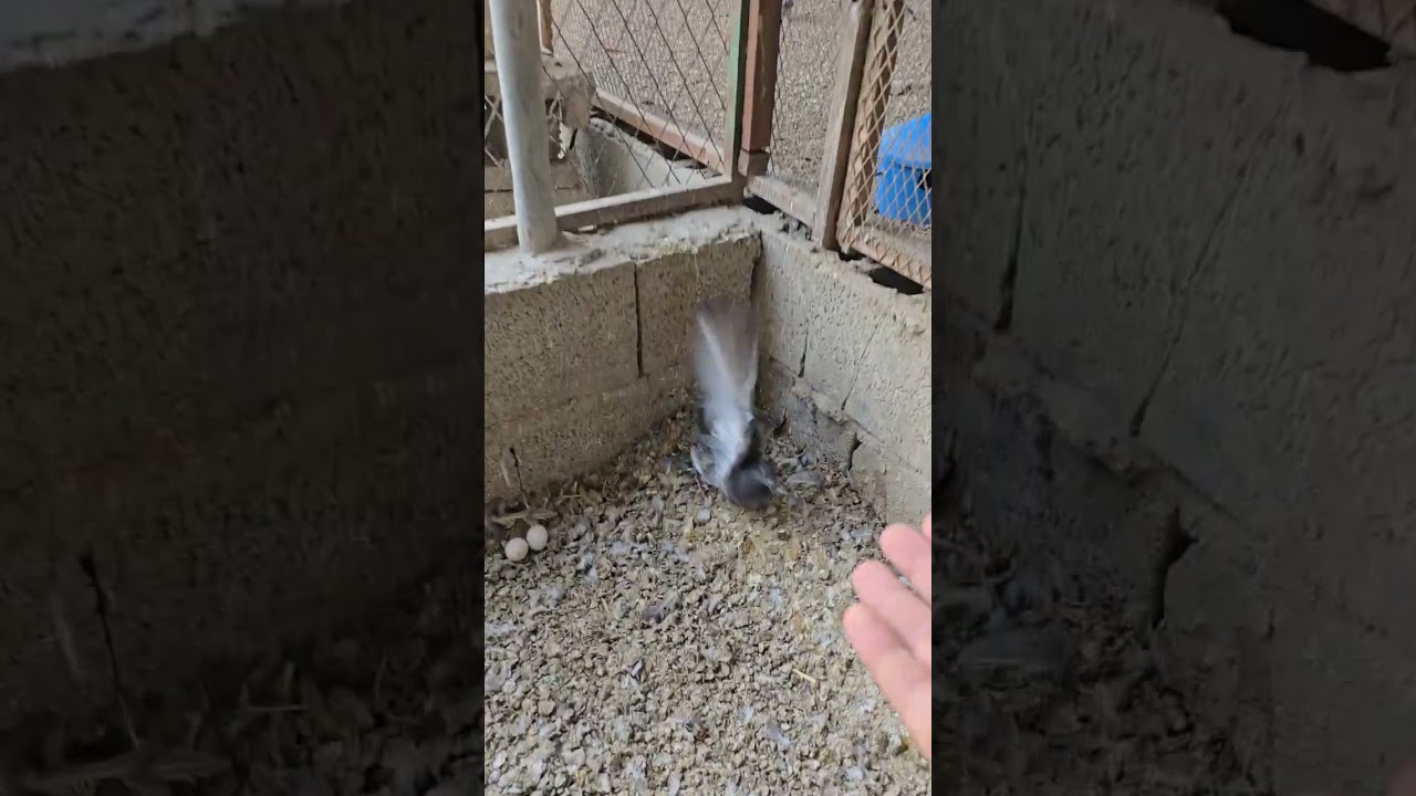 تصوير يوم الخميس9/9/1447 خلطه رقم اثنين لتنشيط المبايض