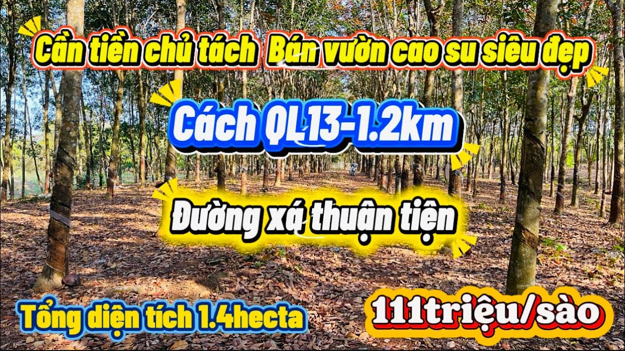 Bán Vườn Cao Su Đang Thu Mạnh Tổng Diện Tích 1.4hecta  gần đường QL13 gần sân gần điện giá 111triệu