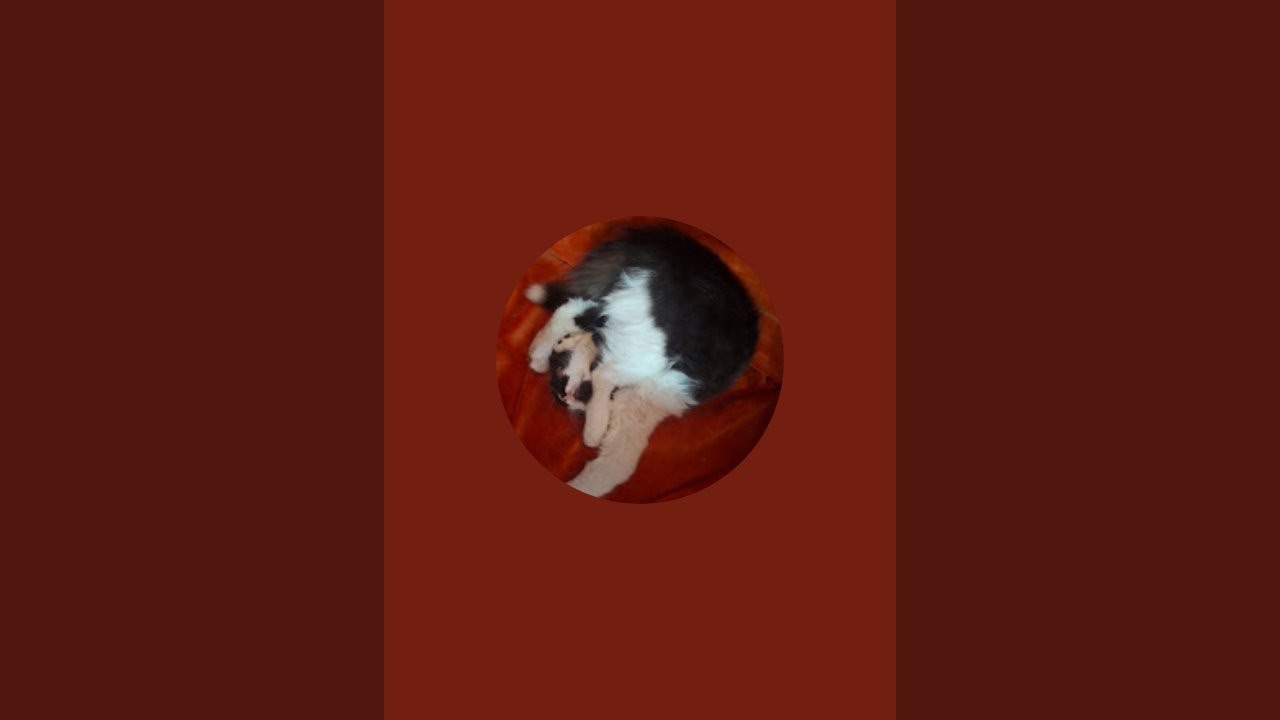 hai pe live meu