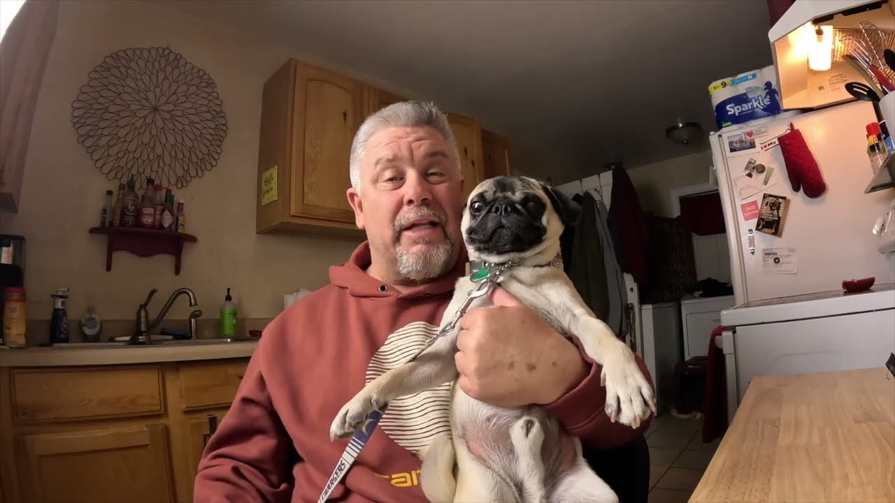 Pug Training 101