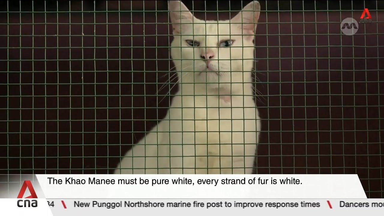 Five native cat breeds designated as national pet symbols in Thailand